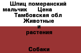 Шпиц померанский( мальчик ) › Цена ­ 10 000 - Тамбовская обл. Животные и растения » Собаки   . Тамбовская обл.